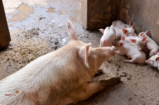 The Piggery income-generating project